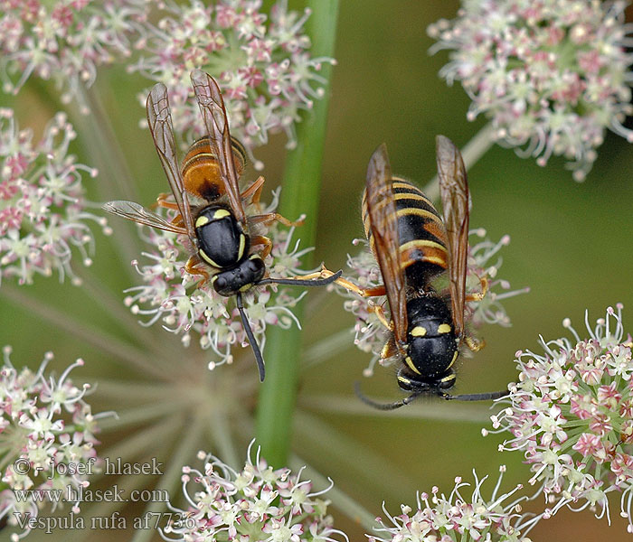 Vespula rufa Vosa ryšavá Rote Wespe Osa rudawa