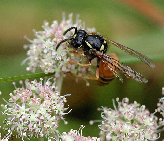 Оса рыжая Red wasp Osa červená Rödbandad geting