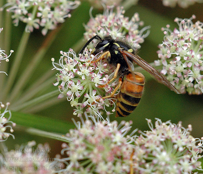 Vespula rufa Vosa ryšavá