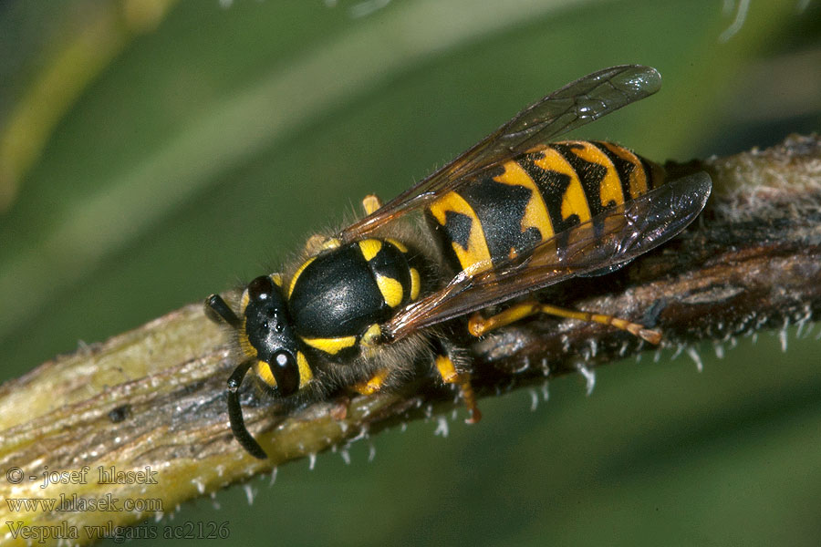 Vespula vulgaris Vosa obecná Gemeine Wespe Osa pospolita