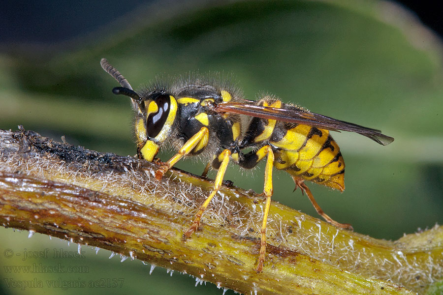 Vespula vulgaris Оса обыкновенная Gewone wesp