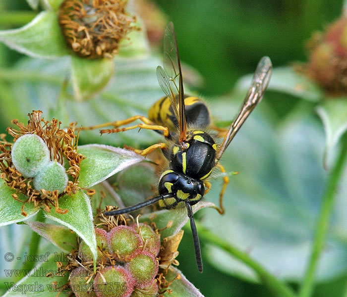 Vespula vulgaris Common wasp Kecskedarázs Vanlig geting
