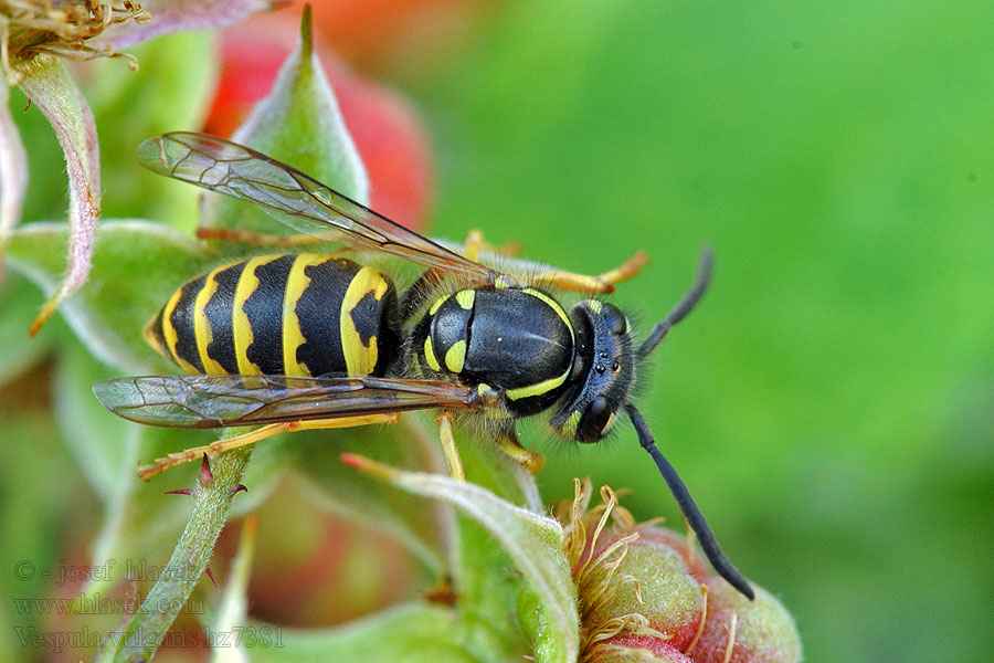 Vosa obecná Vespula vulgaris