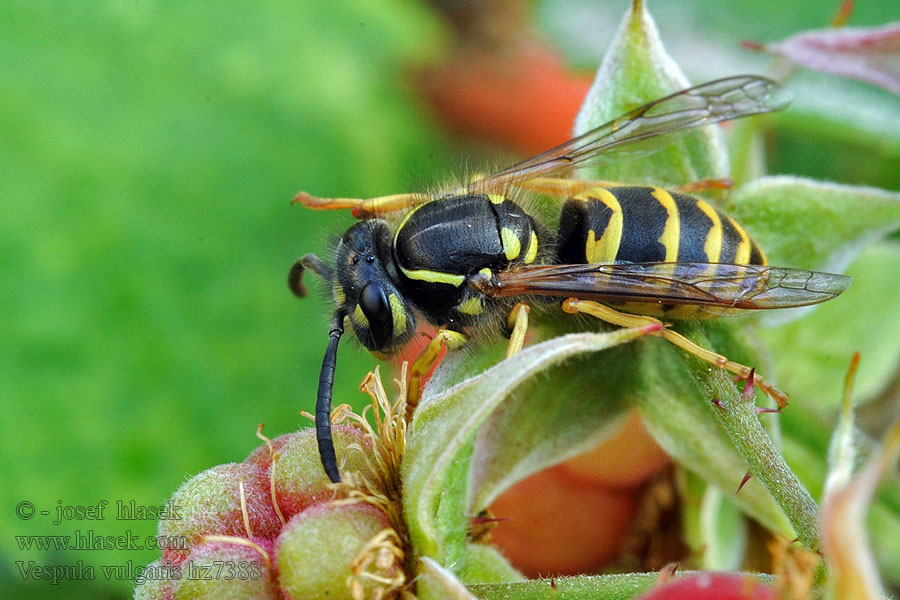 Gemeine Wespe Osa pospolita Vespula vulgaris