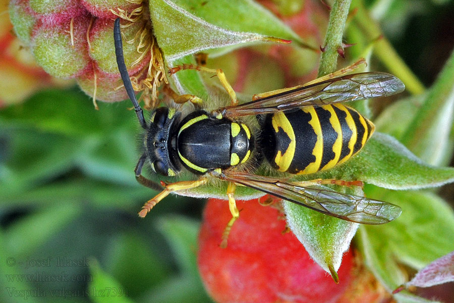 Оса обыкновенная Gewone wesp Vespula vulgaris