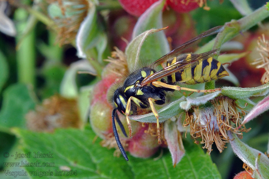 Common wasp Kecskedarázs Vanlig geting Vespula vulgaris