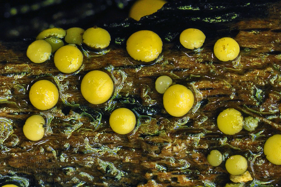 Vibrissea leptospora Míhavka tenkovýtrusá