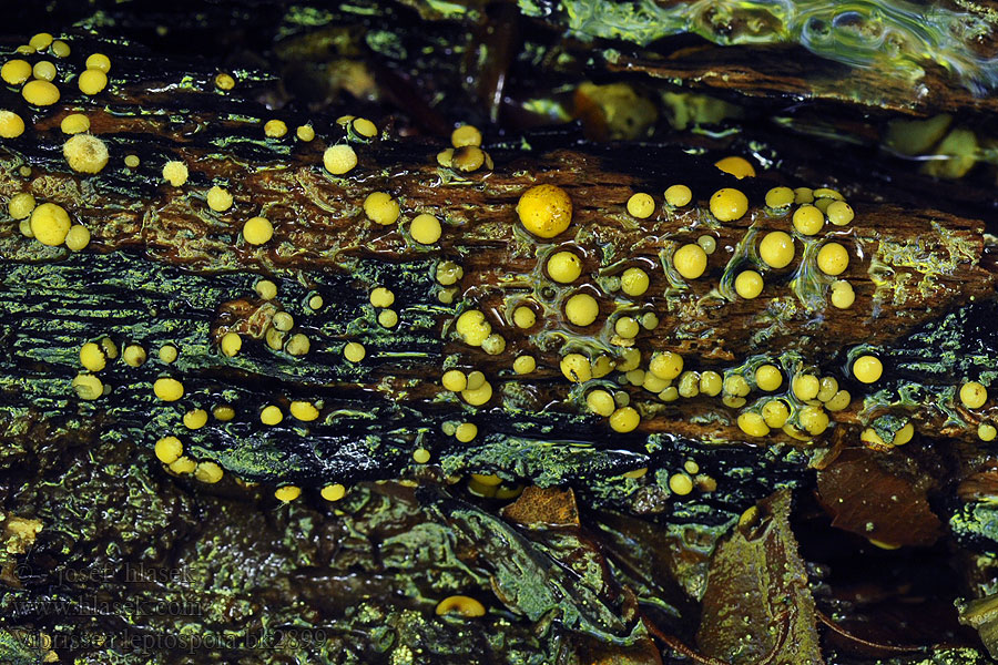 Vibrissea leptospora Getand draadspoorschijfje Sárga félgömbgomba