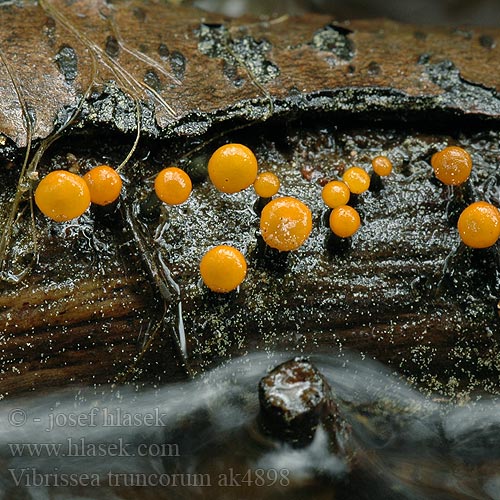 Vibrissea truncorum Leotia Míhavka vodní kmenová