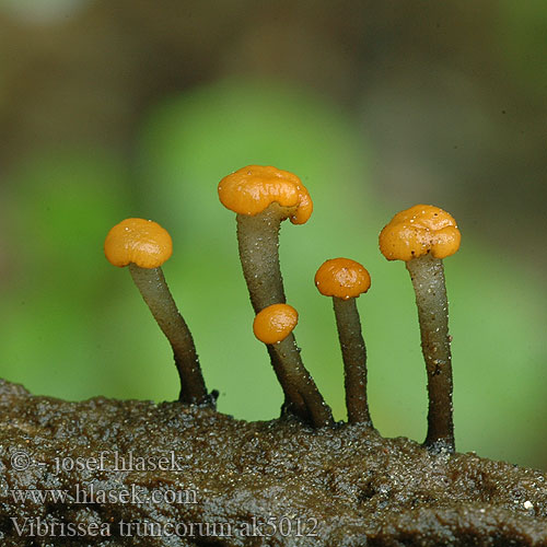 Vibrissea truncorum Leotia Míhavka vodní kmenová