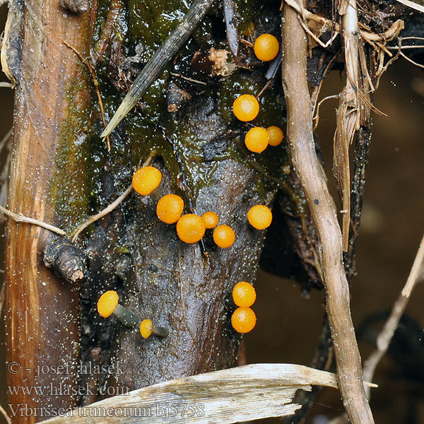 Vibrissea truncorum Upponupikka Oranjegeel draadspoorschijfje