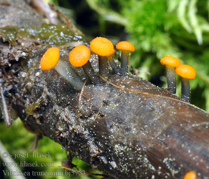 Vibrissea truncorum ピンタケ Fadenscheibchen