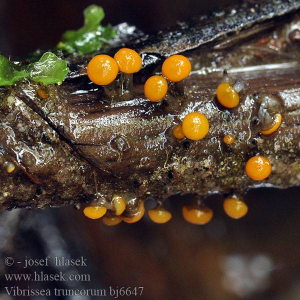 Vibrissea truncorum Leotia Míhavka vodní kmenová