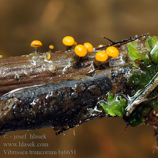 Leotia truncorum Vibrissea Míhavka vodní kmenová
