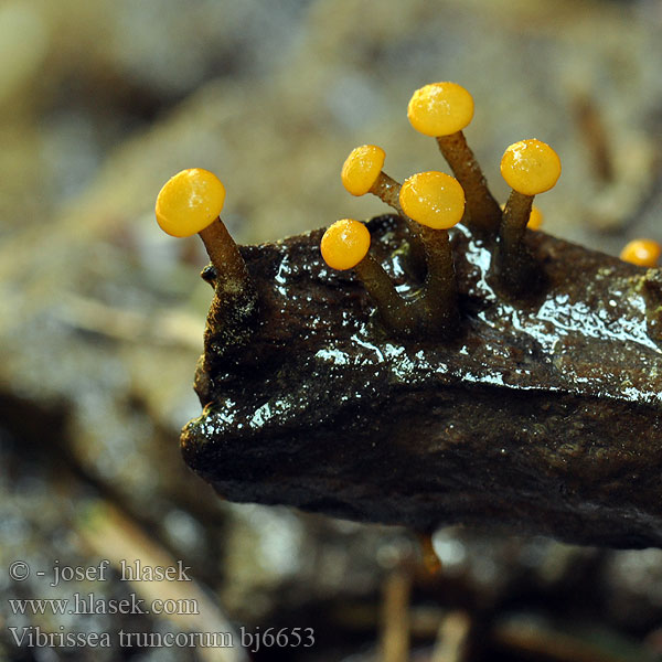 Leotia truncorum Vibrissea Míhavka vodná Vibrisse branches