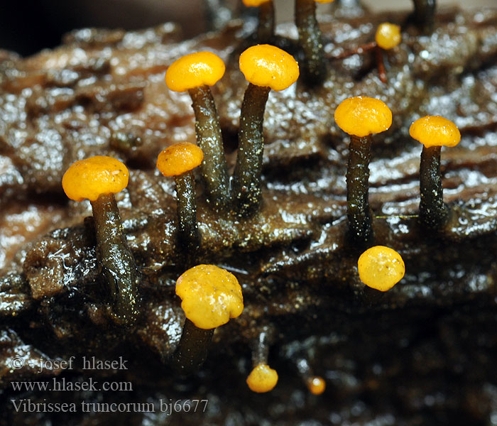 Leotia truncorum Vibrissea Stilket Bækskive