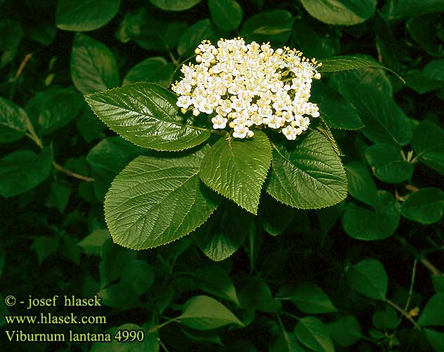 Viburnum lantana