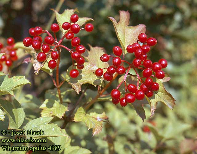 Viburnum opulus Gewöhnlicher Schneeball Kalina obecná