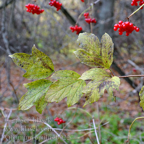 Kányabangita Gilaburu Viburnum opulus Gewöhnlicher Schneeball