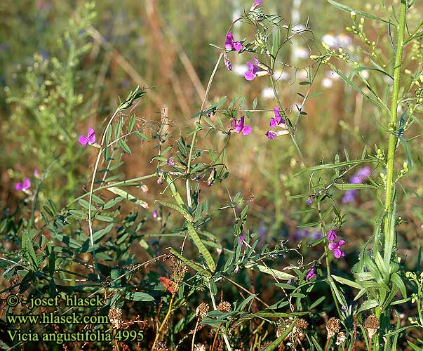 Vicia angustifolia Schmalblättrige Wicke Vikev úzkolistá Wyka wąskolistna