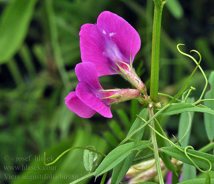 Common Vetch Narrowleaf Narrow-leaved Black-pod Горошек узколистный