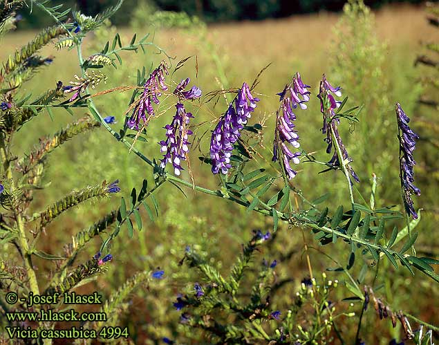 Vicia cassubica Kassuben-Wicke Danzig Vetch Pommerinvirna Vikev kašubská