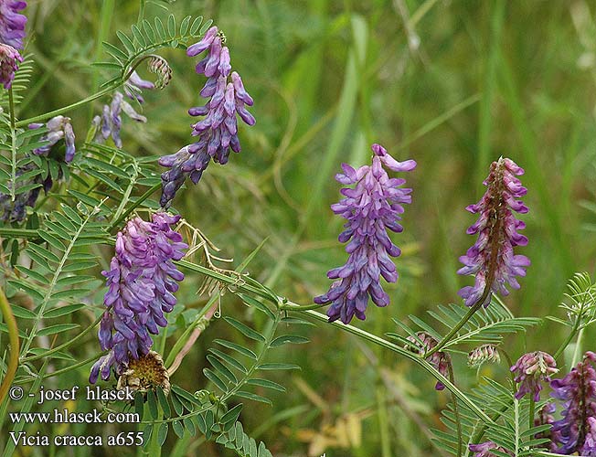 Vicia cracca Vesce Tufted Vetch Vogelwikke Vogel-Wicke Wyka ptasia