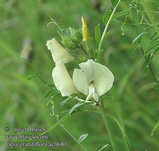 Vicia grandiflora Vikev velkokvětá Large yellow vetch Wyka brudnożółta