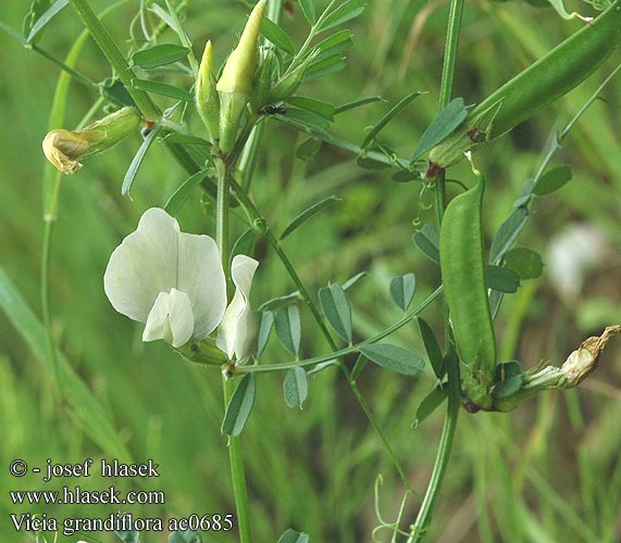 Vicia grandiflora Горошек крупноцветковый Vesce grandes fleurs Grote Wikke