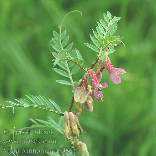 Vicia pannonica Vikev panonská Wuherska woka Hungarian vetch Măzăriche toamnă