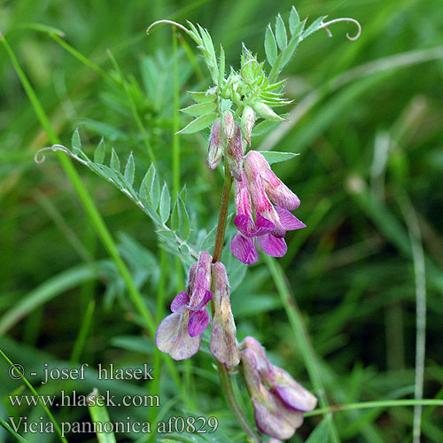 Vicia pannonica Vesce Hongrie Hongaarse Wikke Veccia pannonica