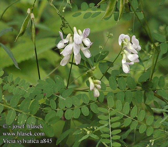 Vicia sylvatica Wald-Wicke Vetch Wood Vikev lesní Skogsvicker Metsävirna