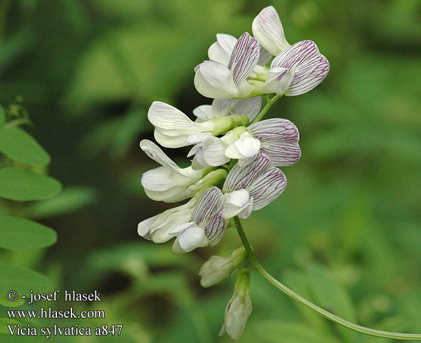 Vicia sylvatica Vesce forêts bois Boswikke Veccia silvana Lěsna woka