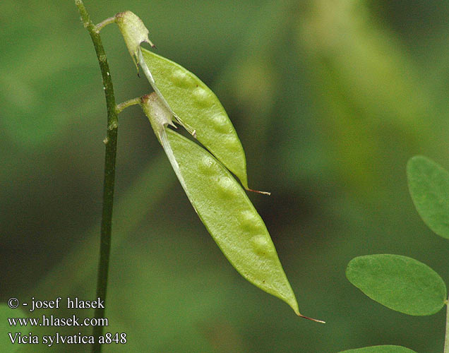 Vicia sylvatica Горошек лесной Vika lesná Gozdna grašica Vezo leñoso