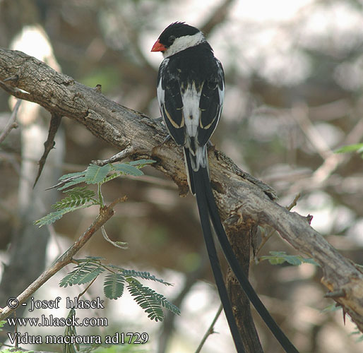 Vidua macroura Pintailed Whydah Pin-tailed Dominikanerenke Dominikaner enke dominikaanileski Veuve dominicaine Dominicaner Wida Vedova coda spilli Dominiknus Vida Dominikanerwitwe Wdwka bialobrzucha Vdovka dominiknsk Viuda Cola Aguda Dominikanernka Koningrooibekkie Mmamarungwana