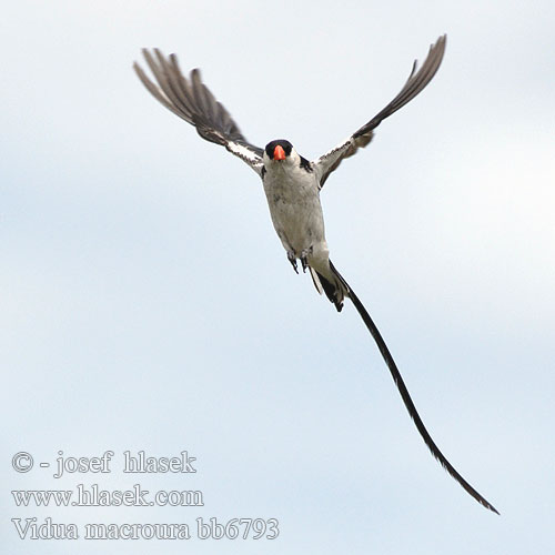 Vidua macroura Pintailed Whydah Pin-tailed Dominikanerenke Dominikaner enke dominikaanileski Veuve dominicaine Dominicaner Wida Vedova coda spilli Dominikánus Vida Dominikanerwitwe Wdówka bialobrzucha Vdovka dominikánská Viuda Cola Aguda Dominikaneränka Koningrooibekkie Mmamarungwana テンニンチョウ Доминиканская вдовушка