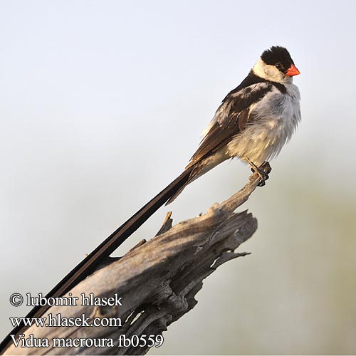 Koningrooibekkie Mmamarungwana テンニンチョウ Доминиканская вдовушка Vidua macroura Pintailed Whydah Pin-tailed Dominikanerenke Dominikaner enke dominikaanileski Veuve dominicaine Dominicaner Wida Vedova coda spilli Dominikánus Vida Dominikanerwitwe Wdówka bialobrzucha Vdovka dominikánská Viuda Cola Aguda Dominikaneränka