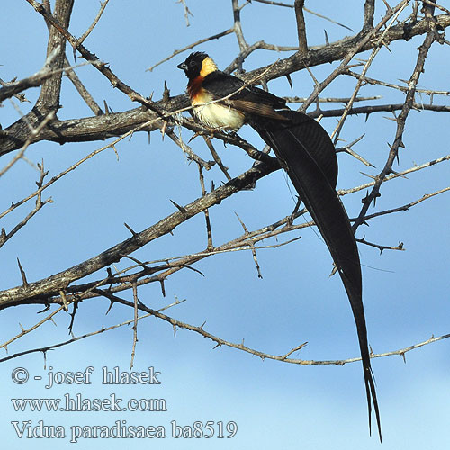 Vidua paradisaea Paradise Whydah Vdovka širokoocasá Große Paradieswitwe Bredhalet Paradisenke Gewone Paradysvink Nyambubundu Fumbwe Mkia-mrefu Mitikahincila uJojokhaya Viuda Paraíso Norteña Sahelinparatiisileski Veuve paradis Vedova Paradiso codalarga オビロホウオウジャク Sahel-paradijswida Wdówka rajska Viúva paraíso oriental Длиннохвостая вдовушка 樂園維達鳥 Paradisenke Víoda parthais