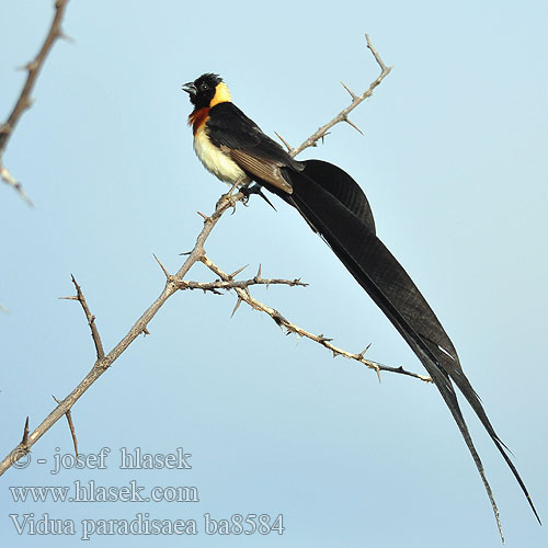 Gewone Paradysvink Nyambubundu Fumbwe Mkia-mrefu Mitikahincila uJojokhaya Viuda Paraíso Norteña Sahelinparatiisileski Veuve paradis Vedova Paradiso codalarga オビロホウオウジャク Sahel-paradijswida Wdówka rajska Viúva paraíso oriental Длиннохвостая вдовушка 樂園維達鳥 Paradisenke Víoda parthais Vidua paradisaea Paradise Whydah Vdovka širokoocasá Große Paradieswitwe Bredhalet Paradisenke