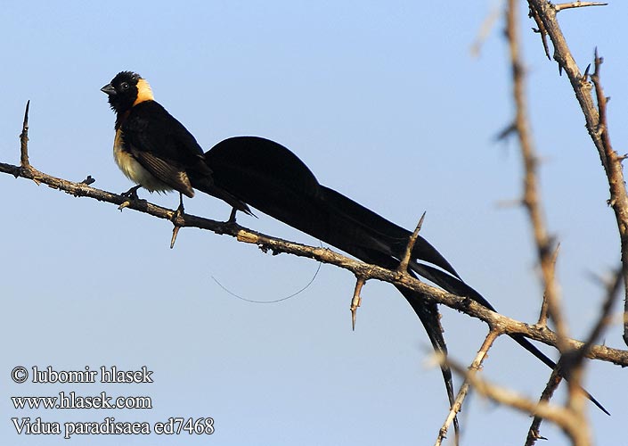 Veuve paradis Vedova Paradiso codalarga オビロホウオウジャク Sahel-paradijswida Wdówka rajska Viúva paraíso oriental Длиннохвостая вдовушка 樂園維達鳥 Paradisenke Víoda parthais Vidua paradisaea Paradise Whydah Vdovka širokoocasá Große Paradieswitwe Bredhalet Paradisenke Gewone Paradysvink Nyambubundu Fumbwe Mkia-mrefu Mitikahincila uJojokhaya Viuda Paraíso Norteña Sahelinparatiisileski