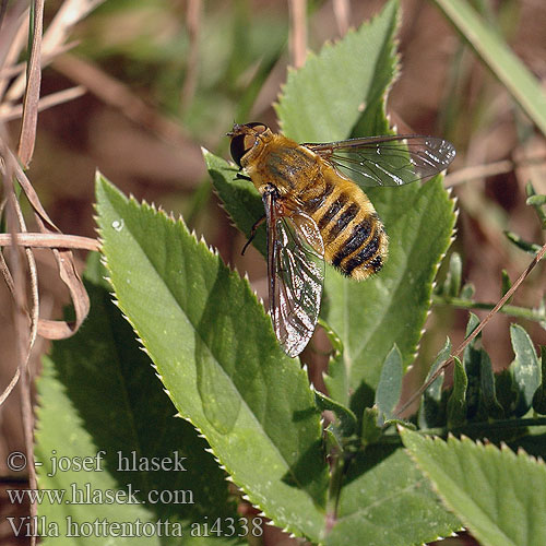 Villa hottentotta Hottentottenfliege Bombyle hottentot