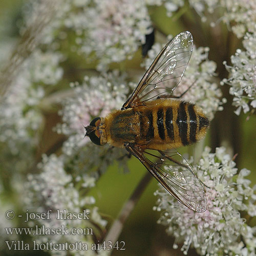 Villa hottentotta Bombyle hottentot Hottentottenfliege