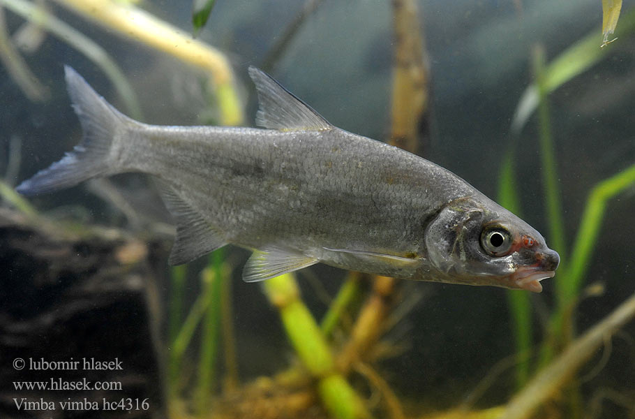 Zährte Vimbe Рыбец Blauwneus Certa Vimba bream zanthe zarte