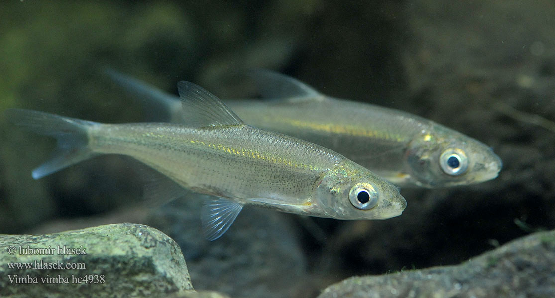 Blauwneus Certa Vimba bream zanthe zarte Brzóna Paprastasis