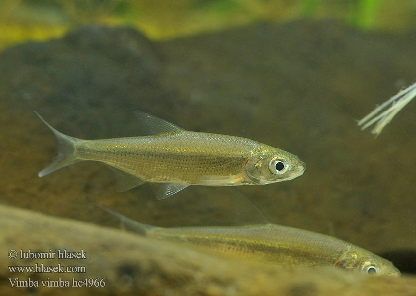 Vimba bream zanthe zarte Brzóna Paprastasis žiobris