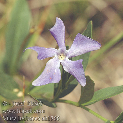 Vinca herbacea ah1366