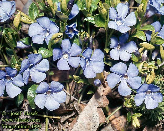 Vinca minor Kleines Immergrün Barvínek menší Brčál Lille Singrøn