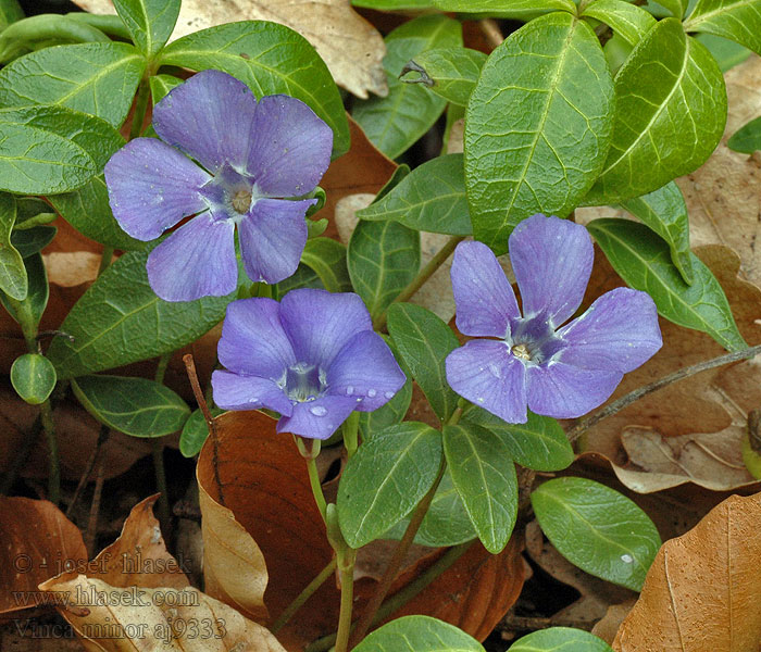 Vinca minor Kleines Petite pervenche Frisselgrien Kis meténg