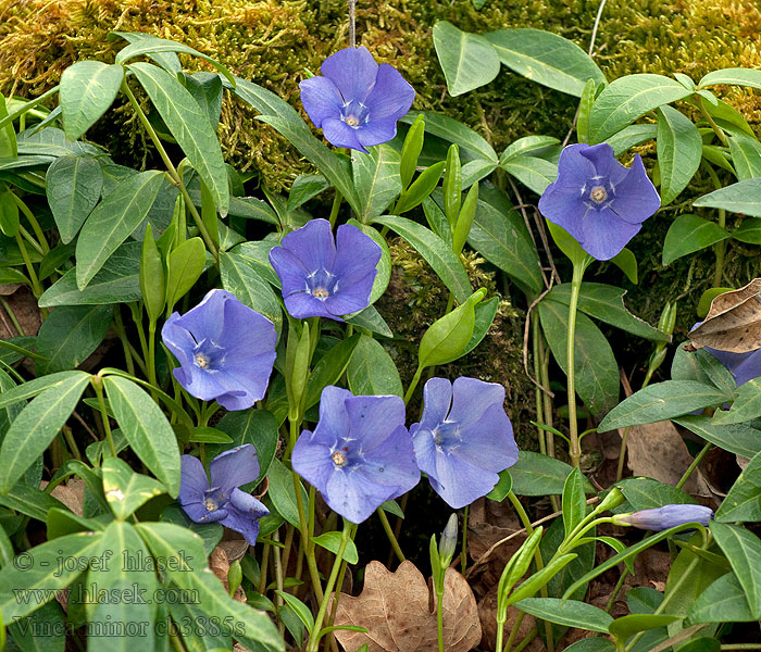 Vinca minor Mažoji žiemė Kleine maagdenpalm Barwinek pospolity