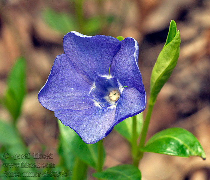 Vinca minor Барвінок малий Periwinkle Lesser zimozeleň menší